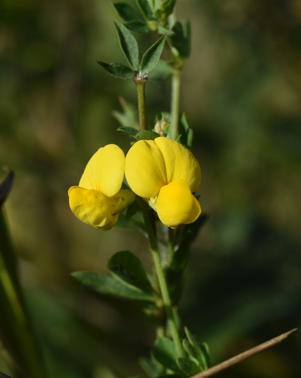 Image of genus Lotus specimen.