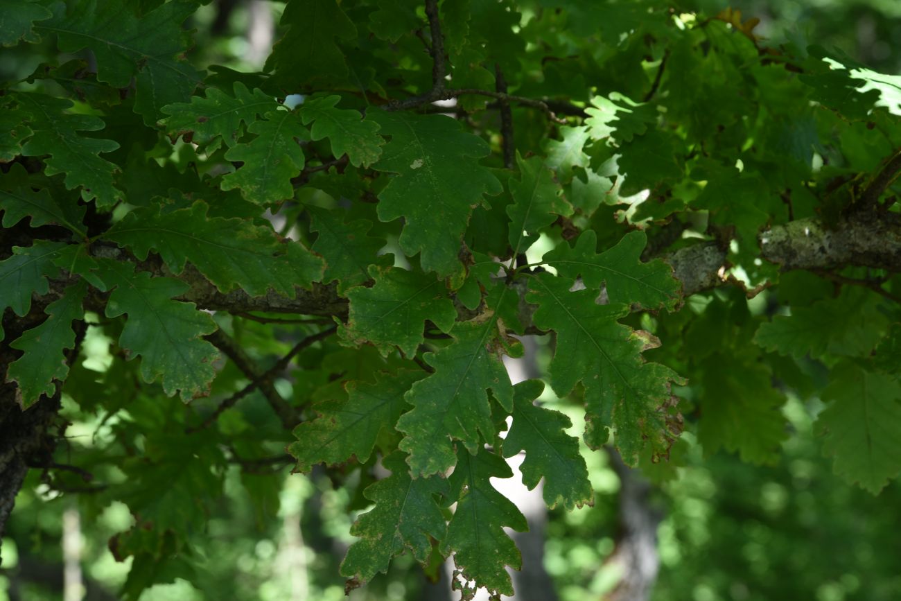 Изображение особи род Quercus.