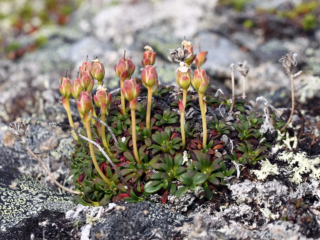 Image of Diapensia lapponica specimen.