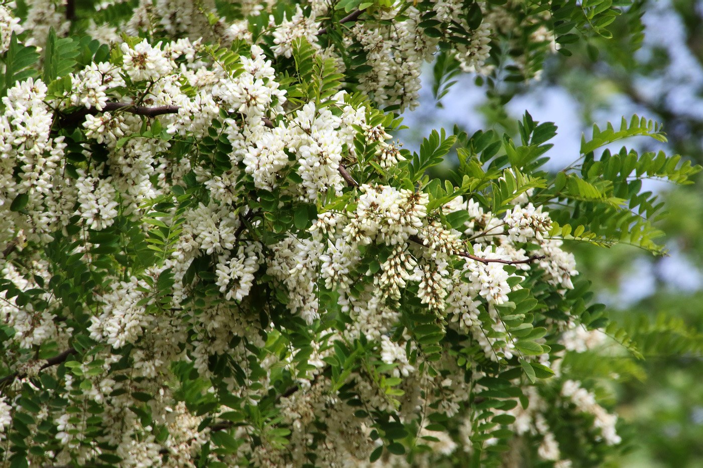 Image of Robinia pseudoacacia specimen.