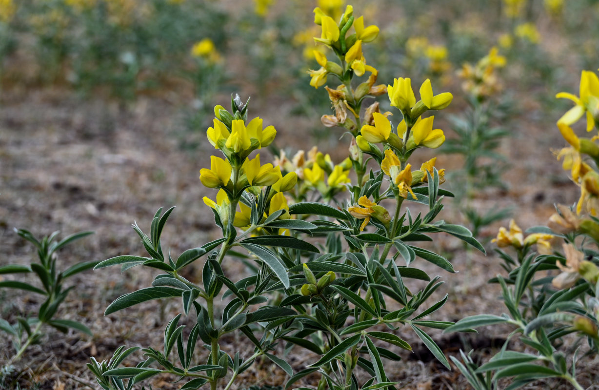 Image of Thermopsis lanceolata specimen.