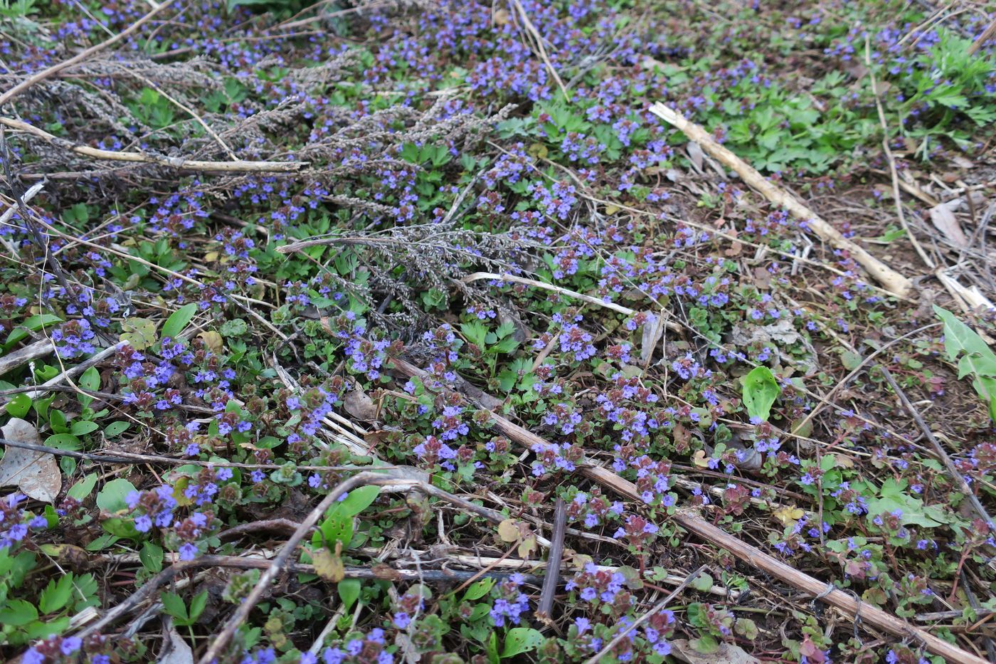 Изображение особи Glechoma hederacea.