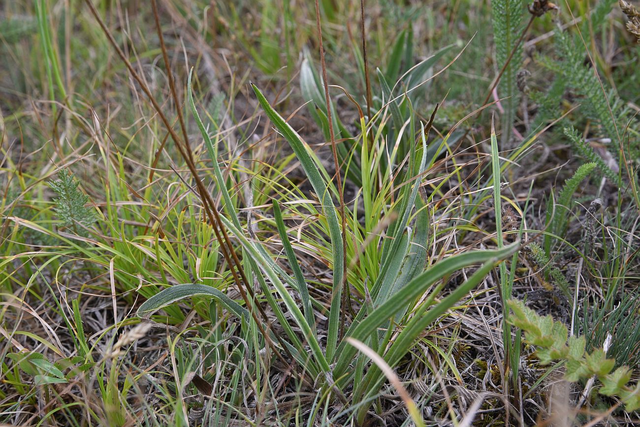 Изображение особи Plantago atrata.