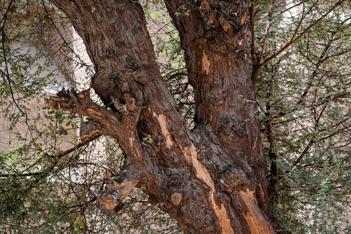 Изображение особи Vachellia nilotica.