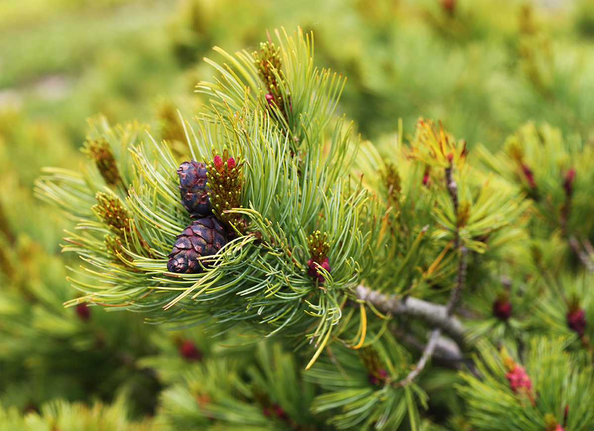 Image of Pinus pumila specimen.