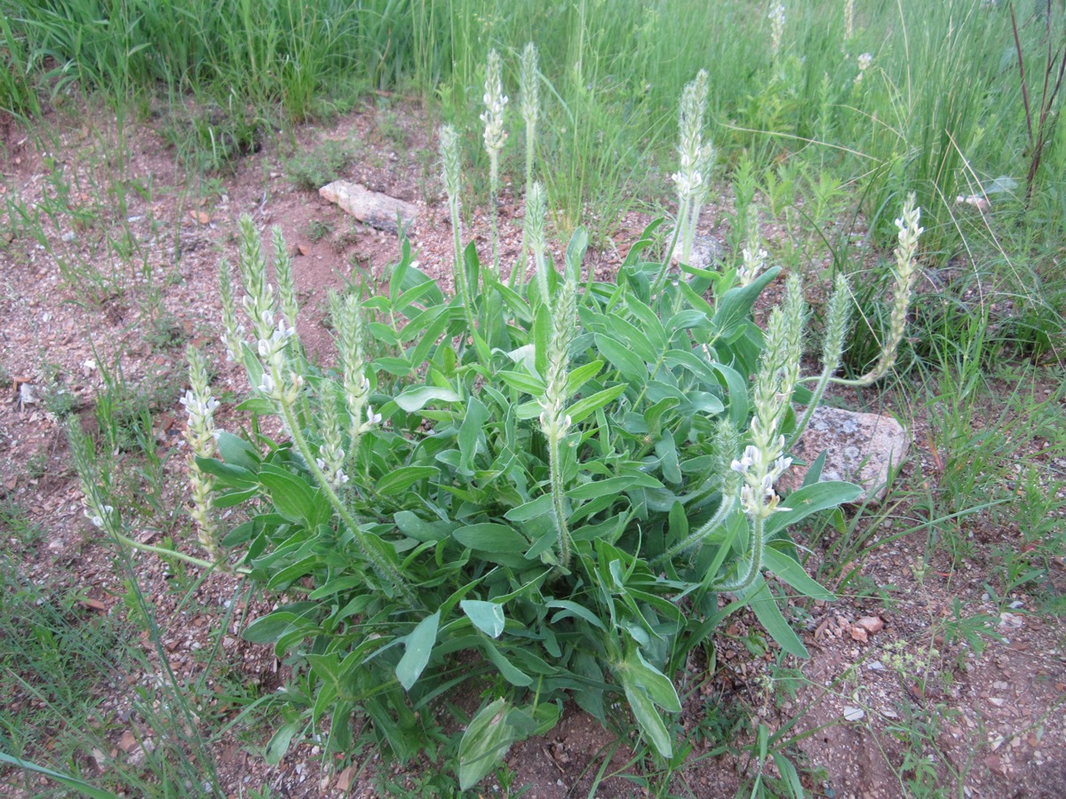 Image of Oxytropis komarovii specimen.