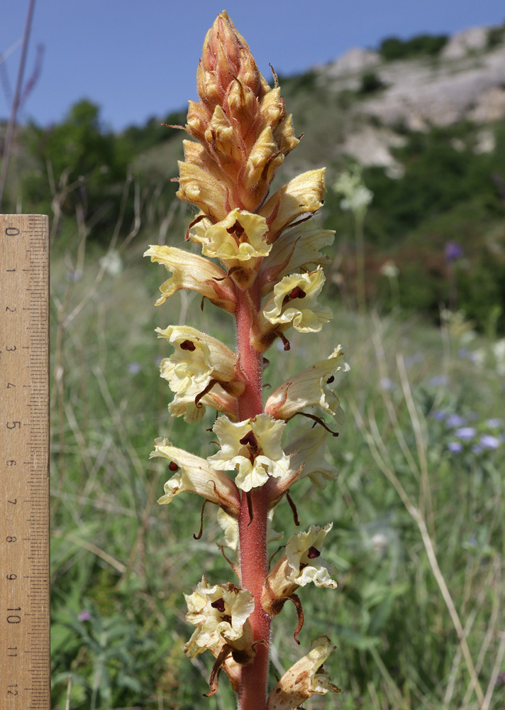 Image of Orobanche alba f. maxima specimen.