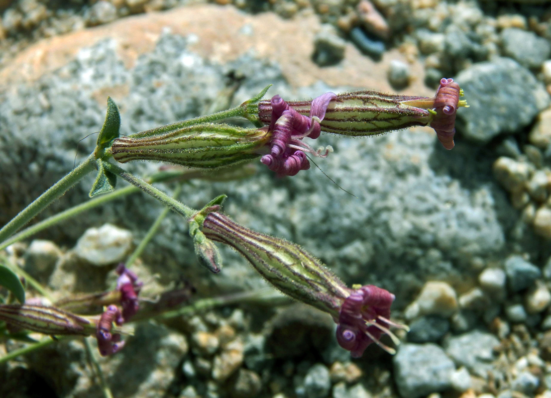 Изображение особи Silene microphylla.