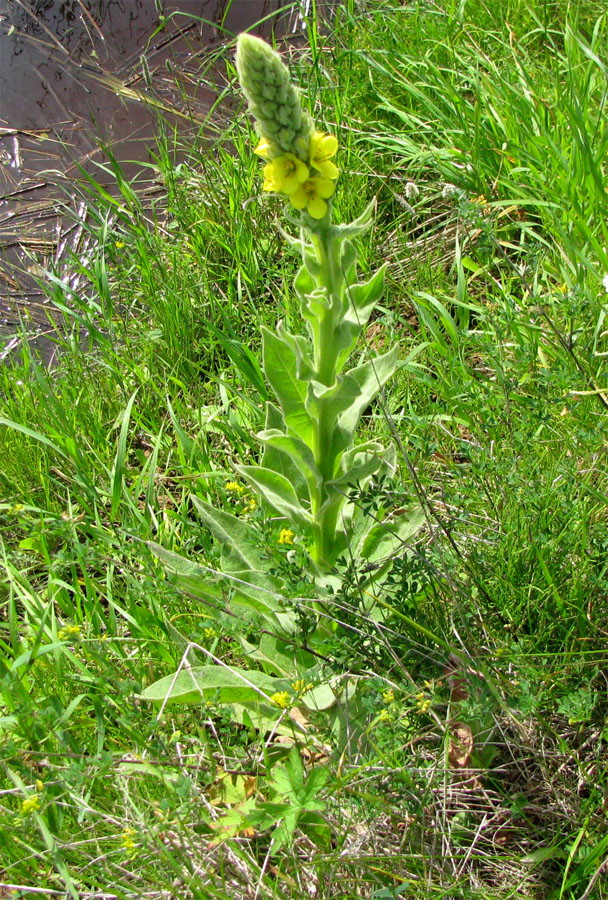 Image of Verbascum thapsus specimen.