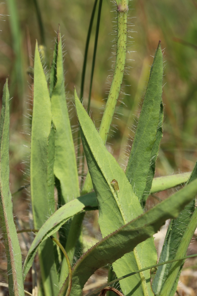 Image of Pilosella praealta specimen.