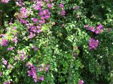 View full-size image genus Bougainvillea