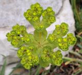 Euphorbia helioscopia. Общее соцветие с завязями. Абхазия, Гагрский р-н, с. Лдзаа, пустырь. 11.04.2024.