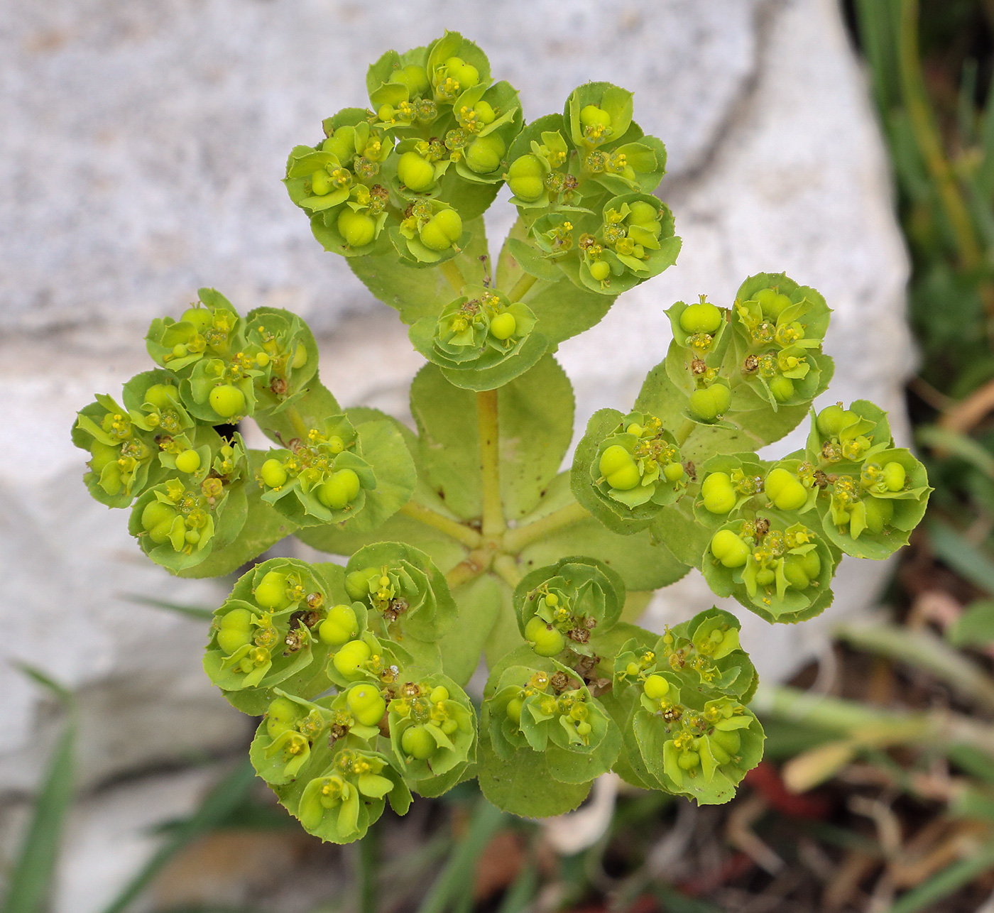 Изображение особи Euphorbia helioscopia.