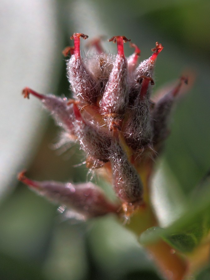 Image of Salix polaris specimen.