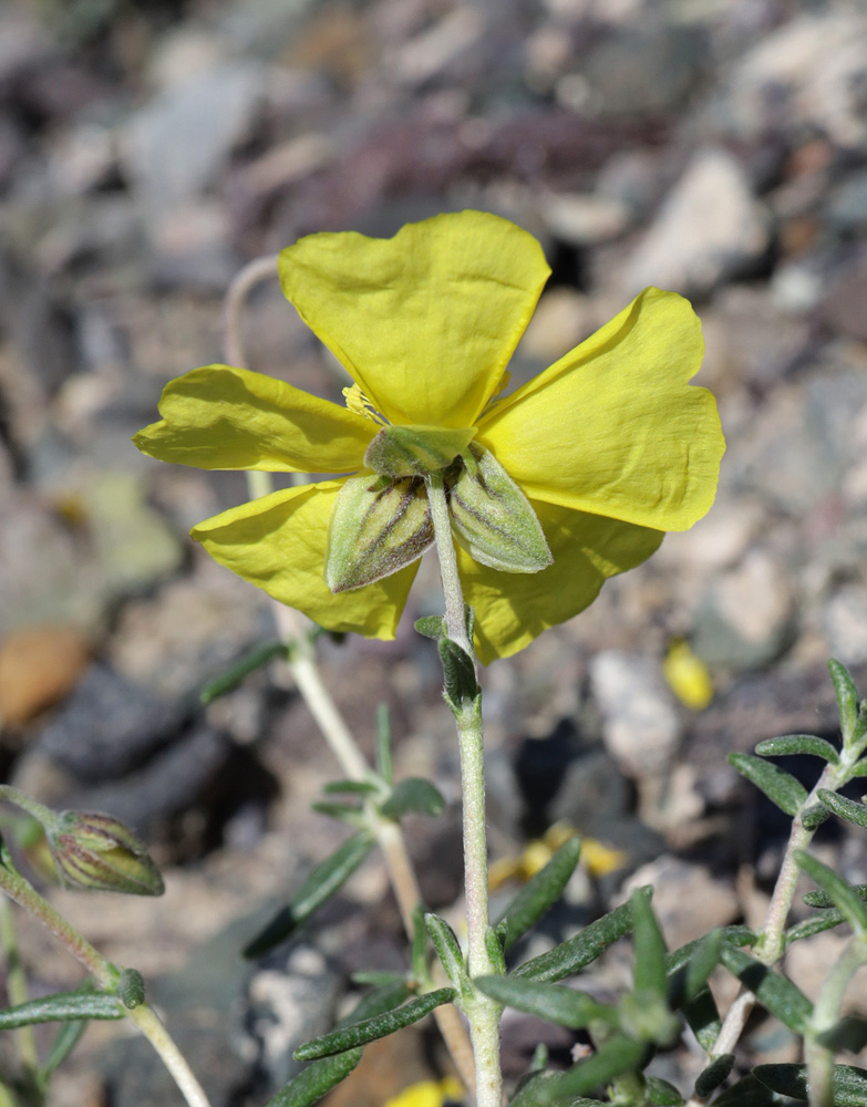 Изображение особи Helianthemum songaricum.