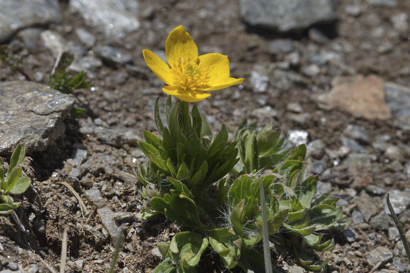 Image of Ranunculus raddeanus specimen.