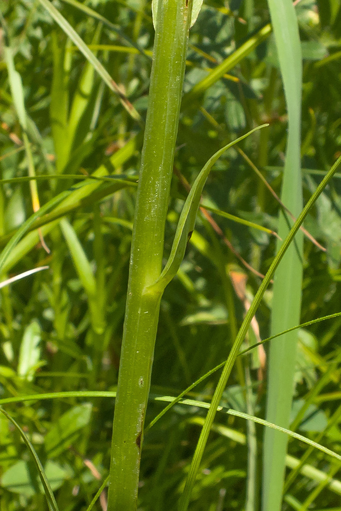 Изображение особи Platanthera chlorantha.