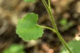 Saxifraga rotundifolia. Часть побега цветущего растения. Карачаево-Черкесия, Карачаевский р-н, ущ. р. Бадук, каменистый склон в смешанном лесу. 22.06.2024.