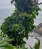 Hydrangea petiolaris