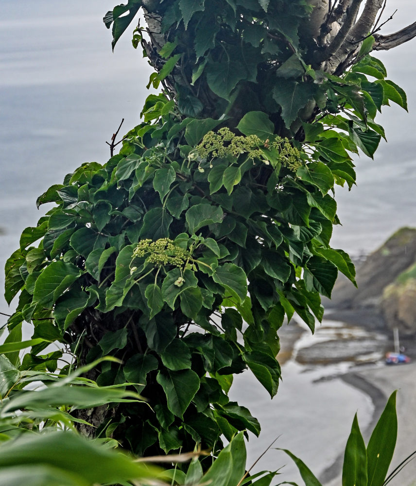 Изображение особи Hydrangea petiolaris.