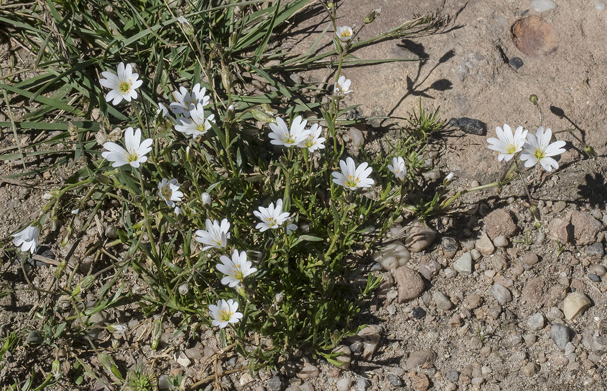 Изображение особи Dichodon cerastoides.