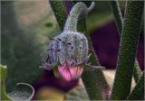 Solanum melongena