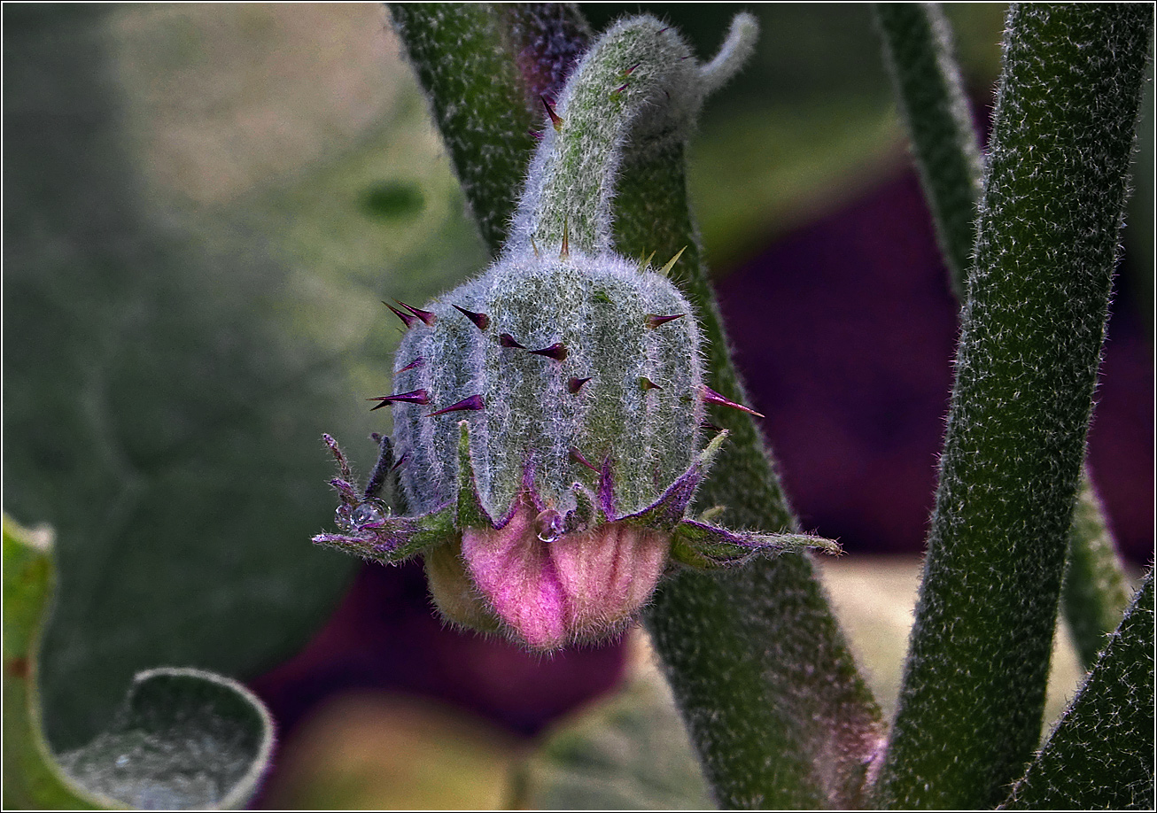 Image of Solanum melongena specimen.