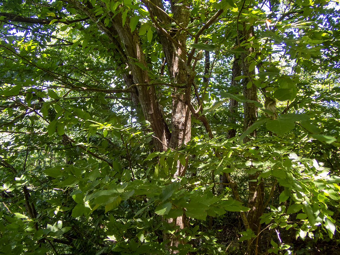 Изображение особи Carpinus betulus.