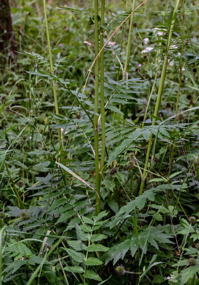 Изображение особи Valeriana officinalis.