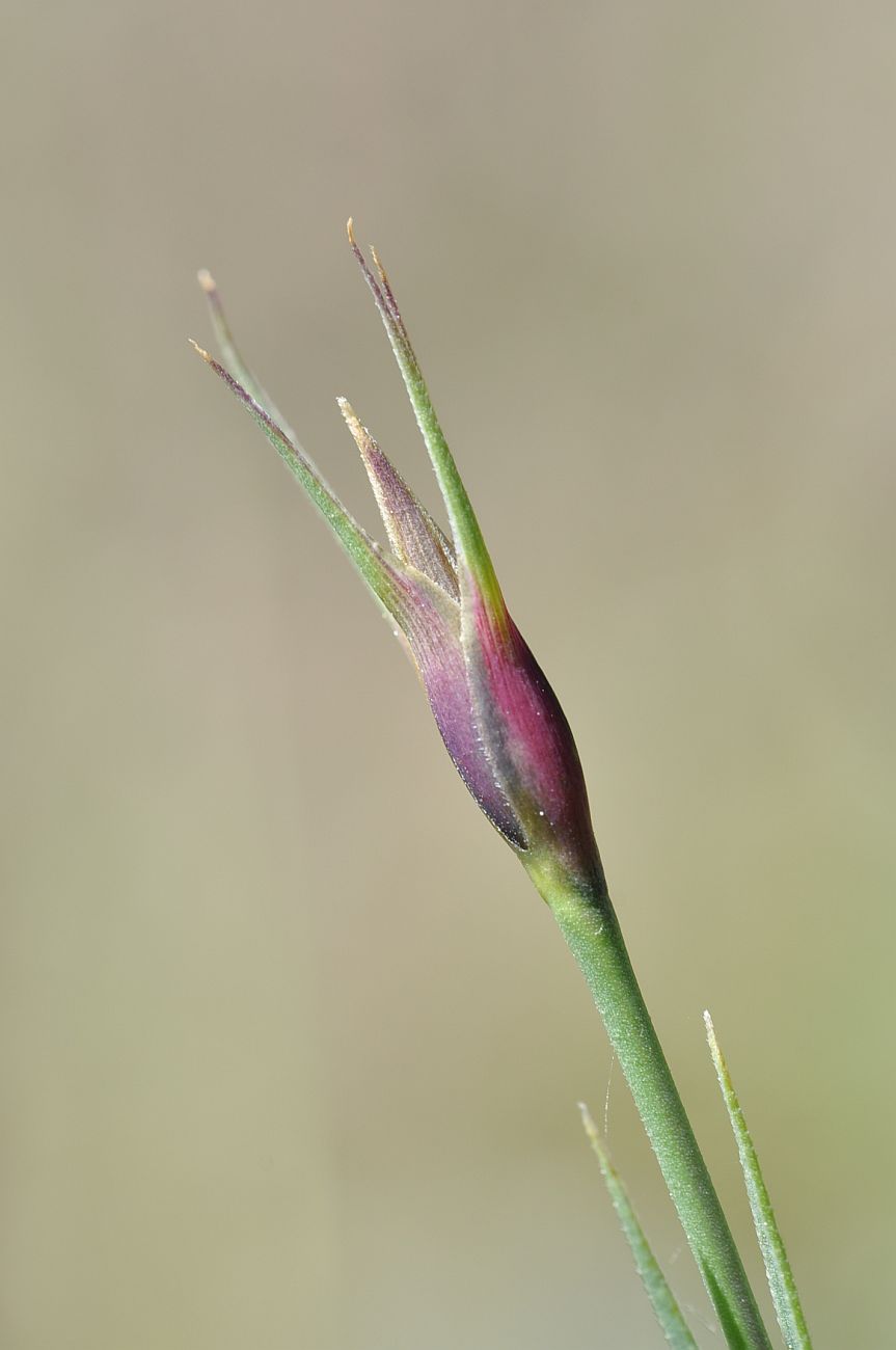 Изображение особи род Dianthus.