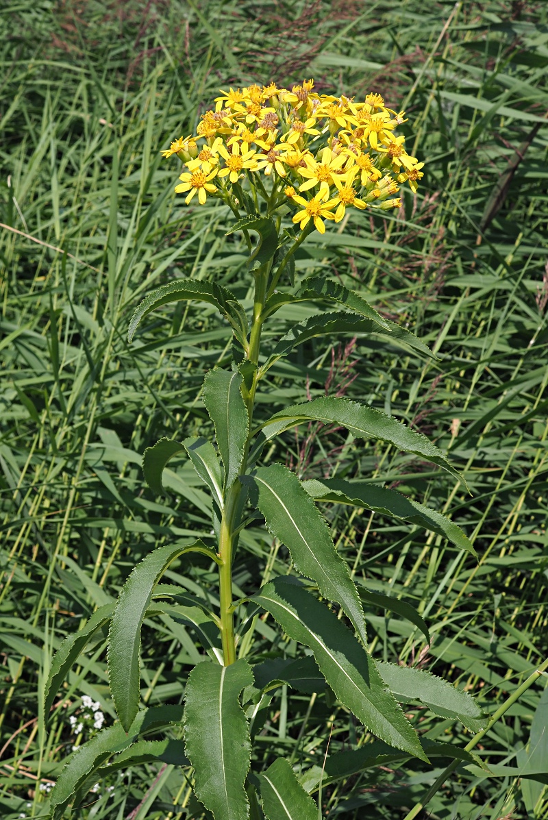 Image of Senecio sarracenicus specimen.