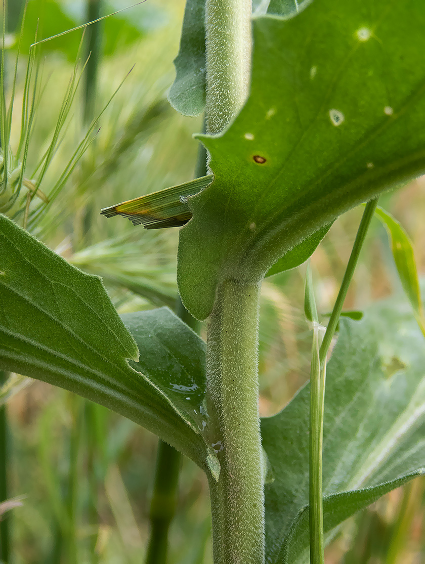 Image of Cardaria draba specimen.