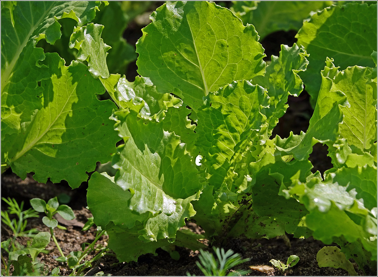 Image of Lactuca sativa specimen.