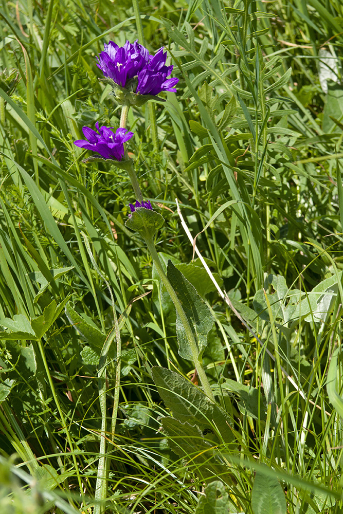 Image of Campanula glomerata ssp. oblongifolioides specimen.