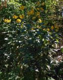 Смотреть изображение Helianthus tuberosus