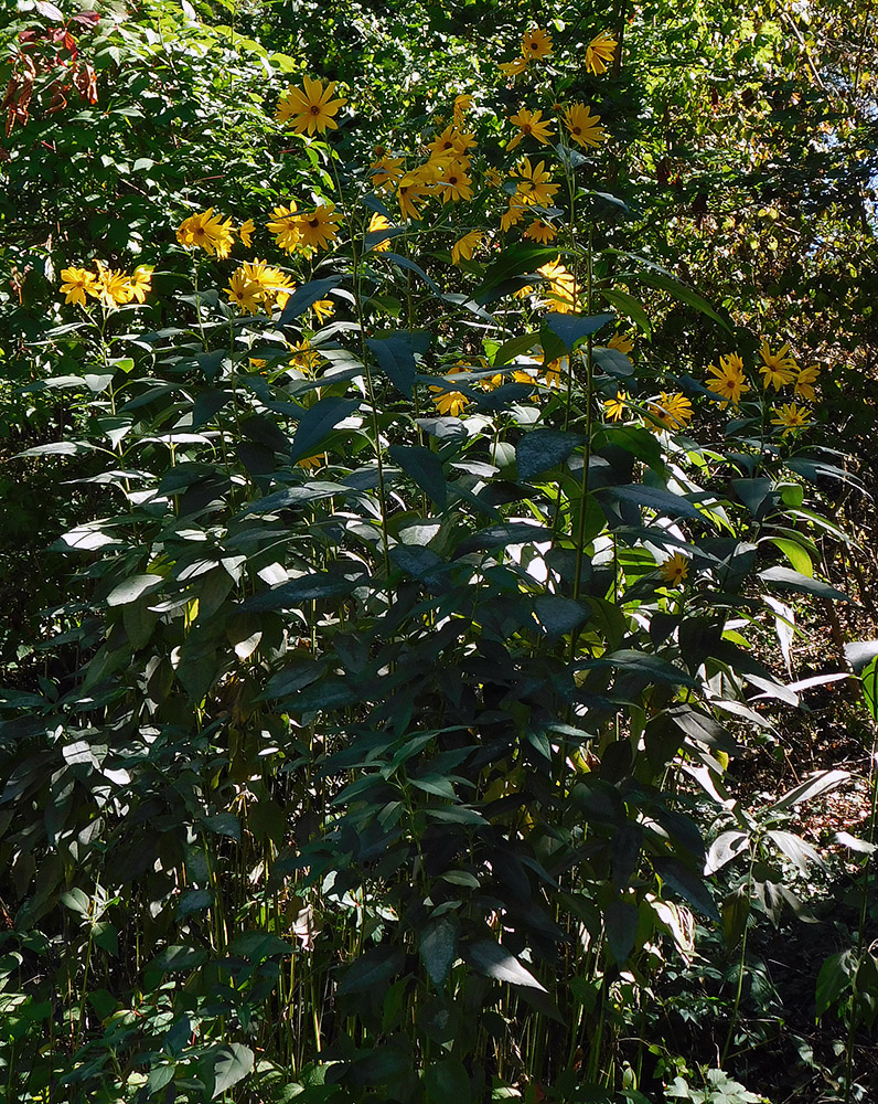 Image of Helianthus tuberosus specimen.