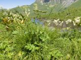 Heracleum sibiricum. Цветущее и плодоносящее растение. Кабардино-Балкария, Черекский р-н, окр. с/п Верхняя Балкария, северо-западный склон горы Айдарука-Цырт, ≈ 2200 м н.у.м., субальпийский луг, близ карстового озера. 29.07.2024.