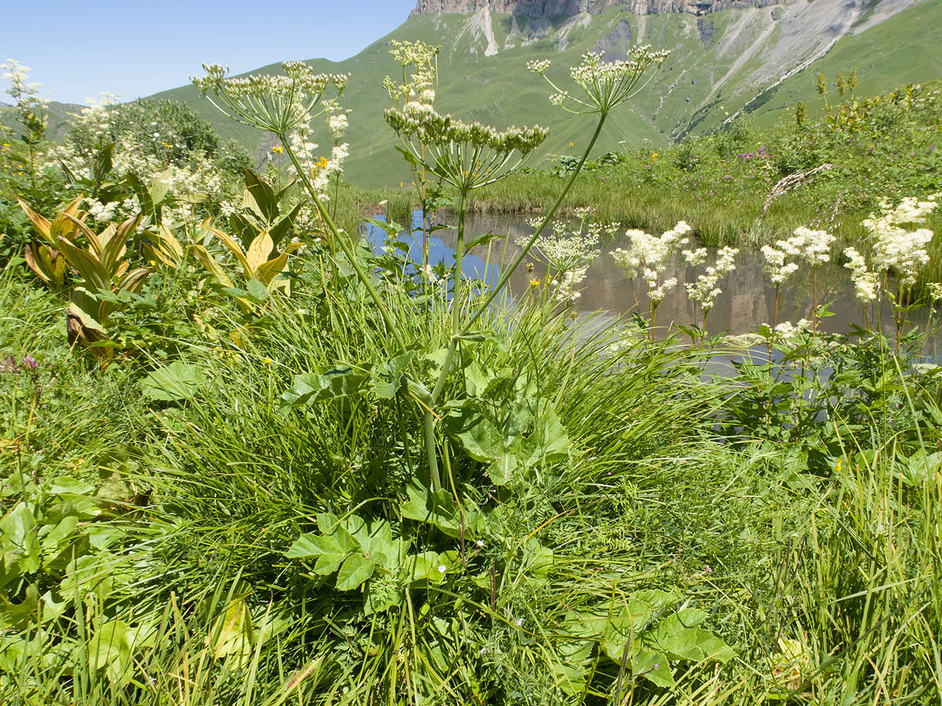 Image of Heracleum asperum specimen.