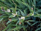 Смотреть изображение Iris pallida