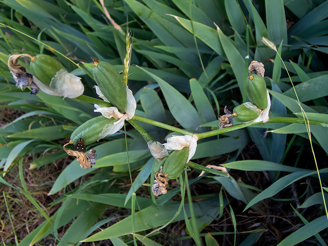 Изображение особи Iris pallida.