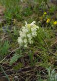 Pedicularis sibirica. Цветущее растение. Башкирия, Учалинский р-н, Тунгатаровский сельсовет, окр. дер. Яльчигулово, хр. Нурали, каменистый склон. 26 мая 2024 г.