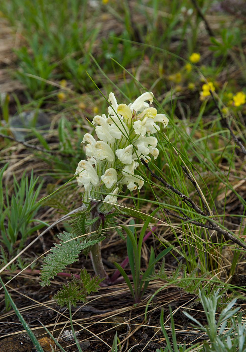 Изображение особи Pedicularis sibirica.