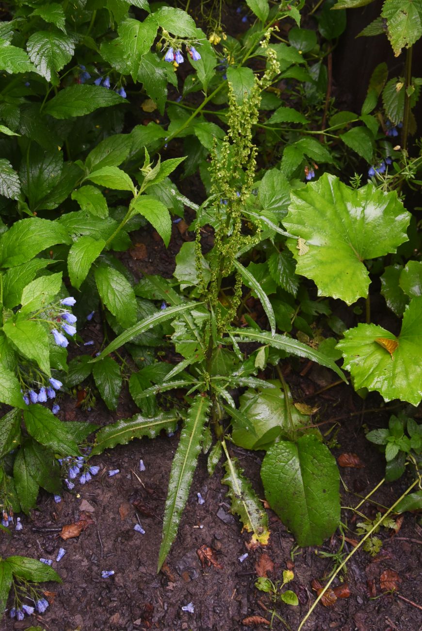Image of genus Rumex specimen.