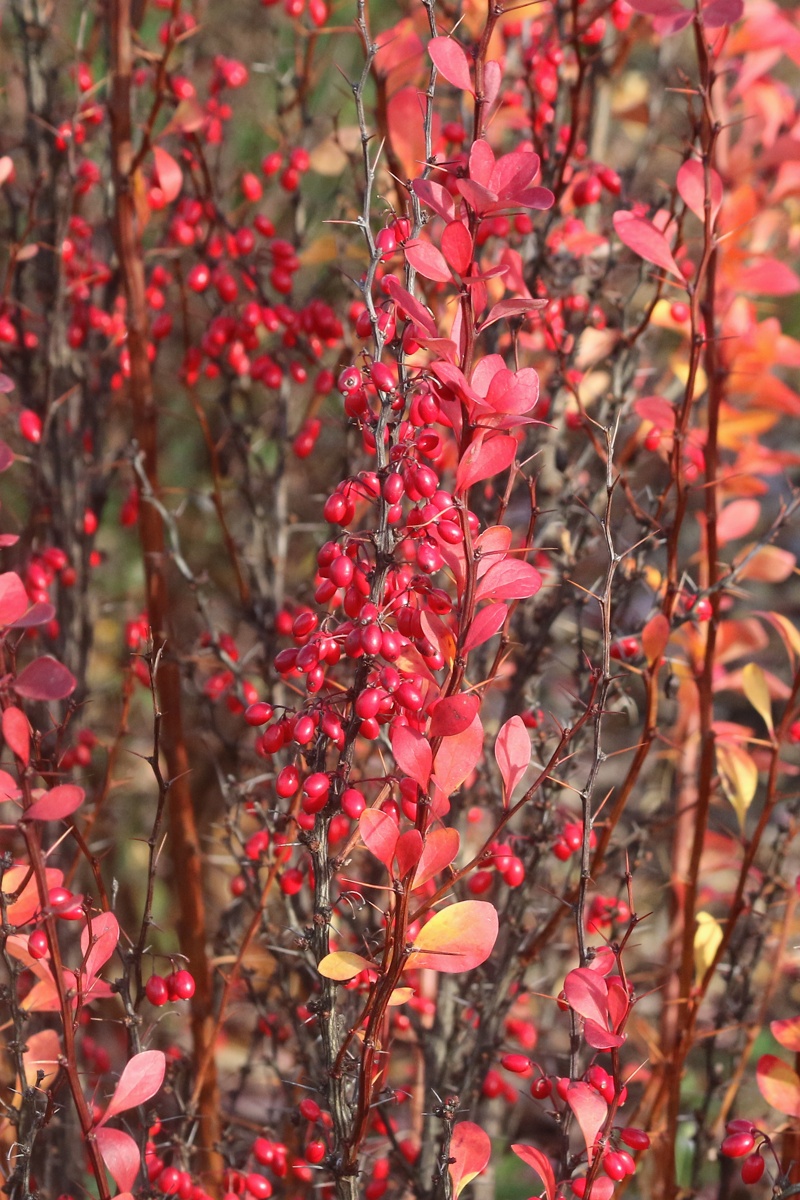 Image of Berberis thunbergii specimen.