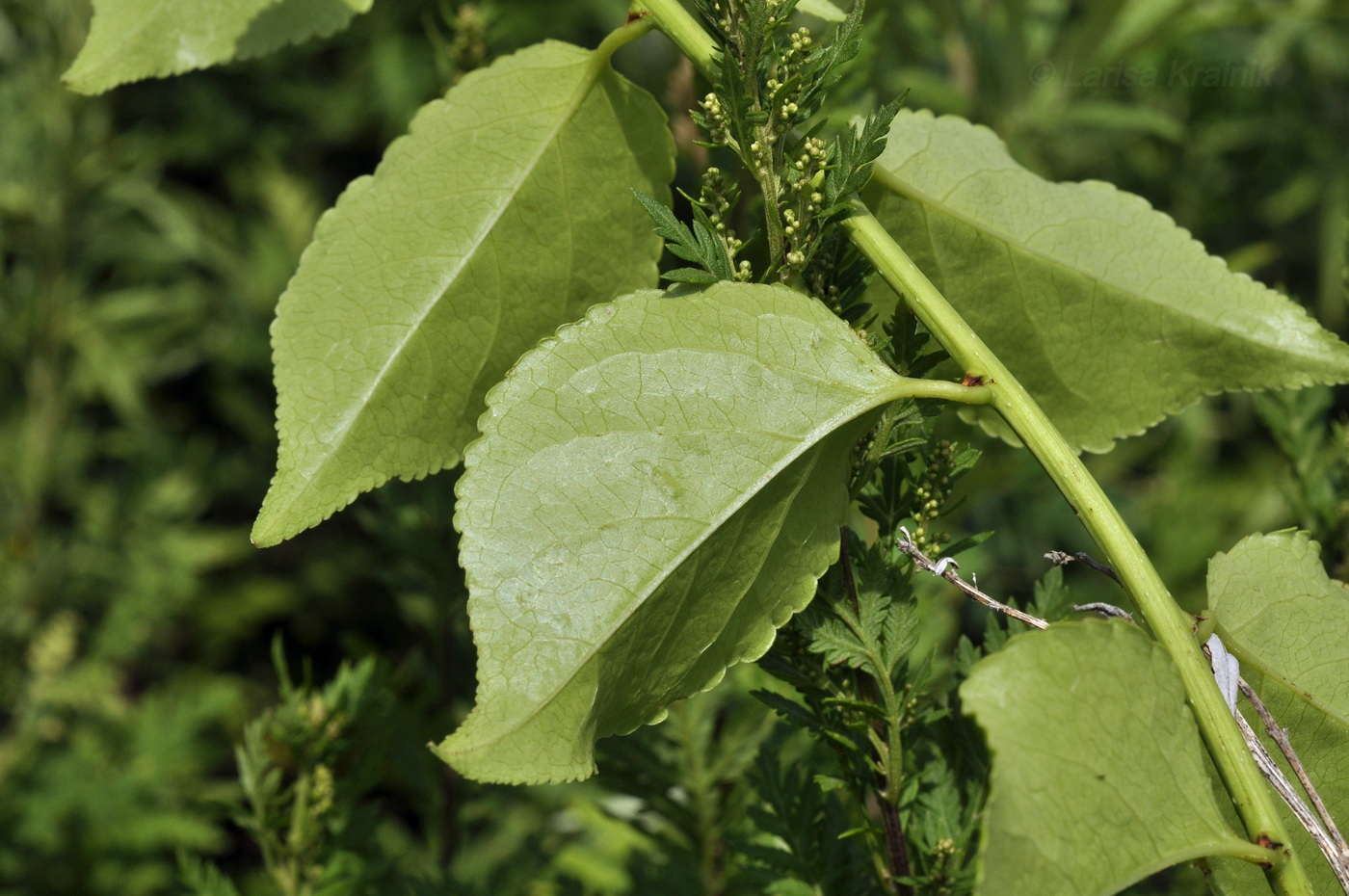 Image of Celastrus orbiculata specimen.