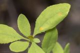 View full-size image Berberis orientalis