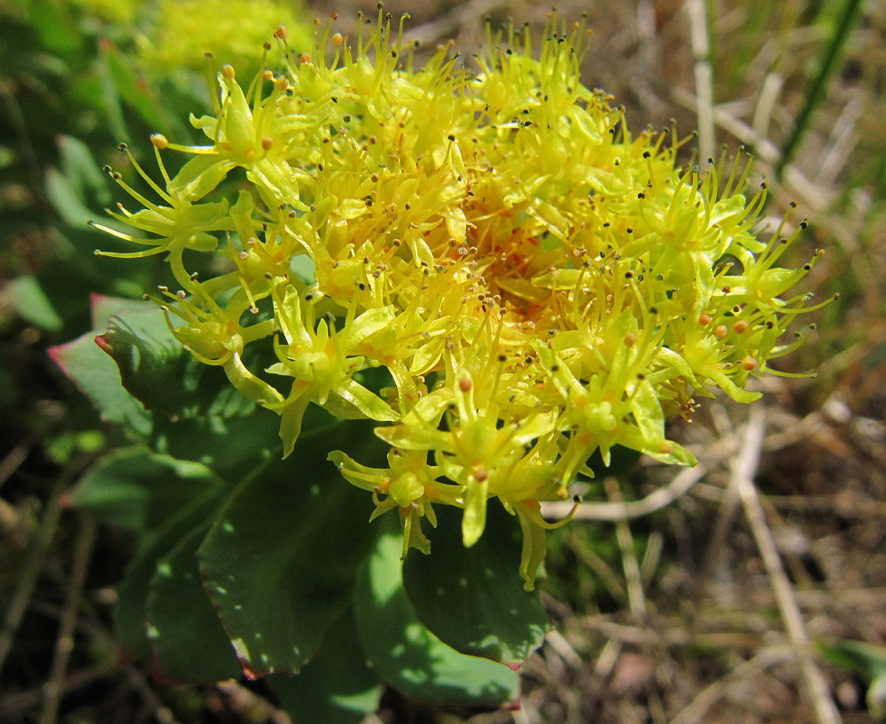 Image of Rhodiola rosea specimen.