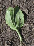 View full-size image Plantago major