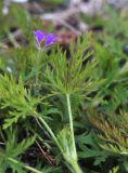 View full-size image Erodium stephanianum