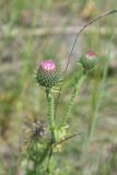 View full-size image Carduus acanthoides